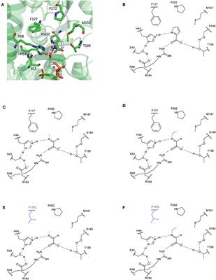 Fermentative Production of N-Alkylated Glycine Derivatives by Recombinant Corynebacterium glutamicum Using a Mutant of Imine Reductase DpkA From Pseudomonas putida